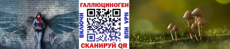 blacksprut как войти  Злынка  Галлюциногенные грибы Psilocybe 
